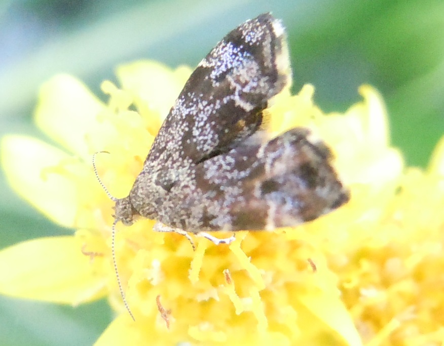 Anthophila fabriciana